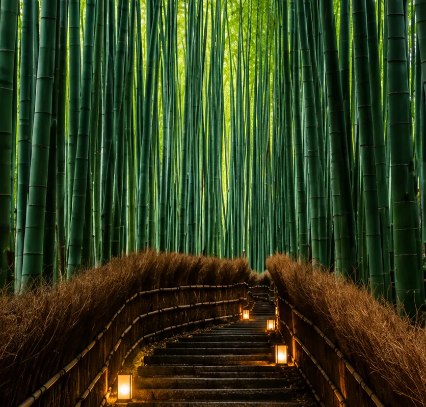 Sentiero nella foresta di bambù di Arashiyama, con lanterne accese